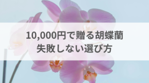 1万円で贈れるお祝い用胡蝶蘭のサイズ感が分かるイメージ