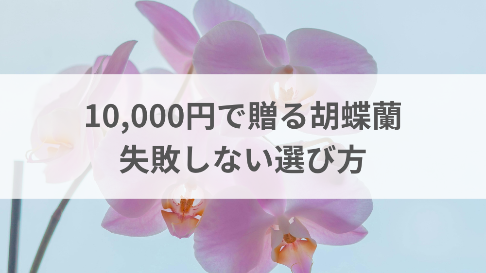 1万円で贈れるお祝い用胡蝶蘭のサイズ感が分かるイメージ
