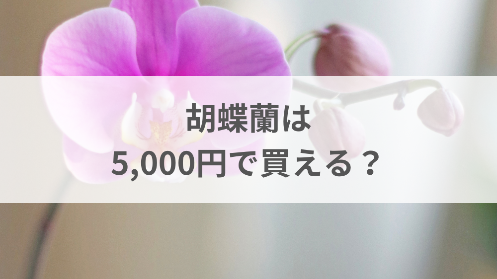 5000円前後で購入できるお祝い向けミニ胡蝶蘭のイメージ