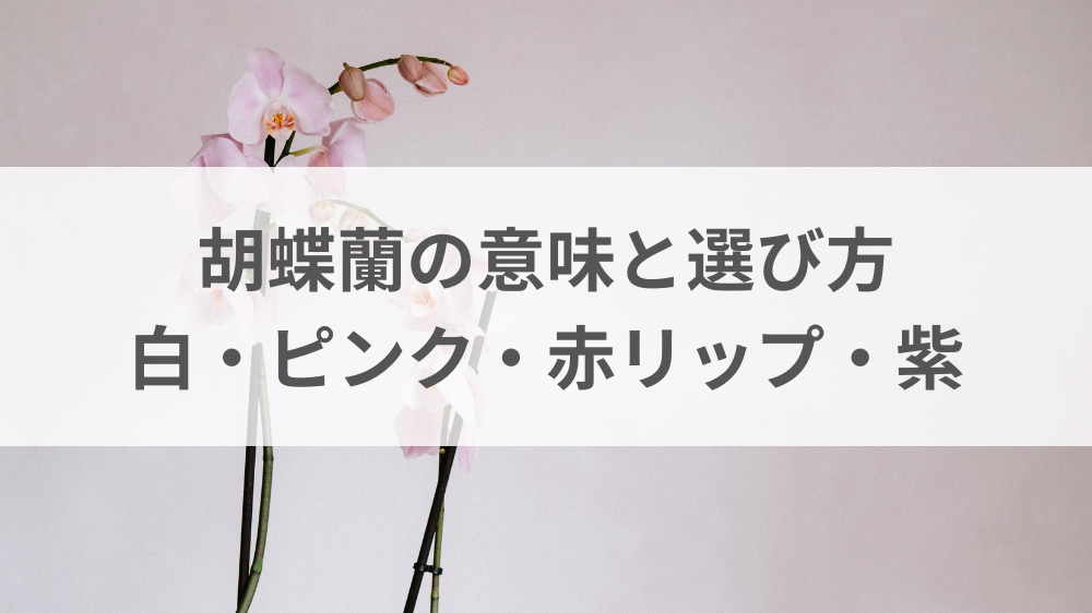 お祝い用胡蝶蘭の色の違いと印象が分かる比較イメージ