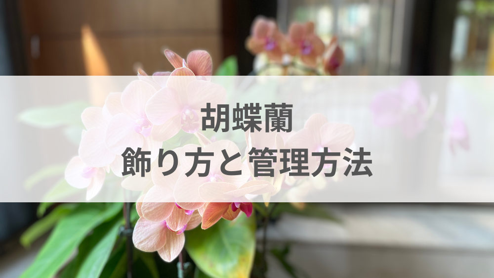 胡蝶蘭をおしゃれに飾る置き場所と管理方法のイメージ
