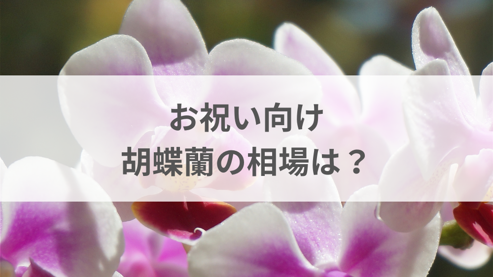 お祝い用胡蝶蘭の相場と値段を本数別に比較したイメージ