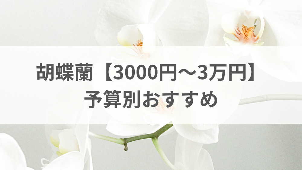 胡蝶蘭を3000円から3万円まで予算別に比較したお祝い用イメージ