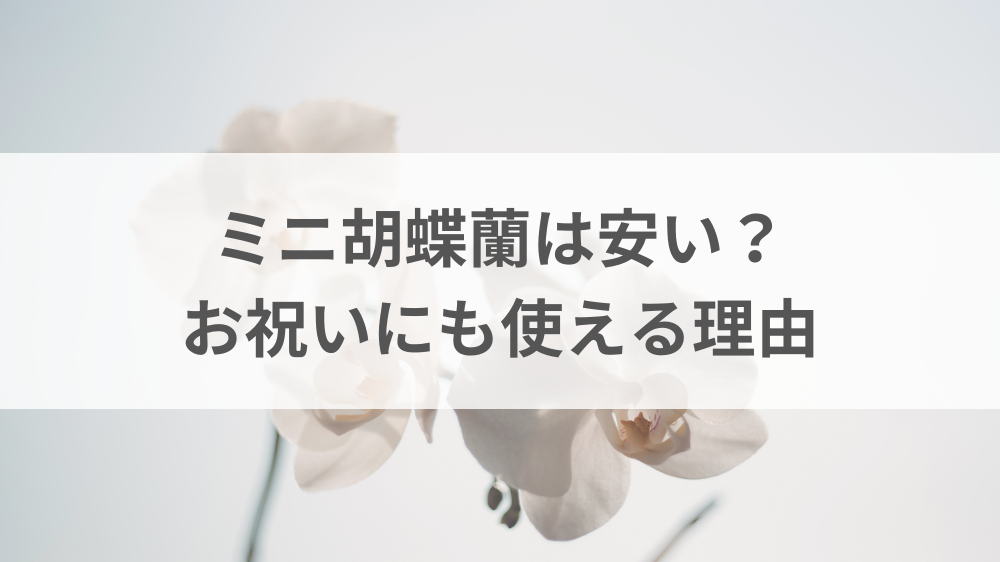 安いミニ胡蝶蘭をお祝いとして飾ったイメージ